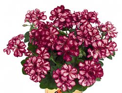 Пеларгония плющелистная Great Balls of Fire Burgundy Blaze, p9