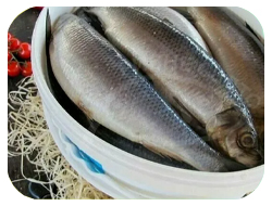Рыба слабосоленая / пресервы
