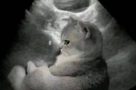 Ультразвуковая диагностика