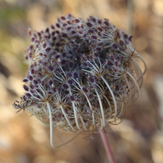 Гидролат моркови (Daucus carota) семена 100 мл