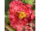 Geum Bohema Pink