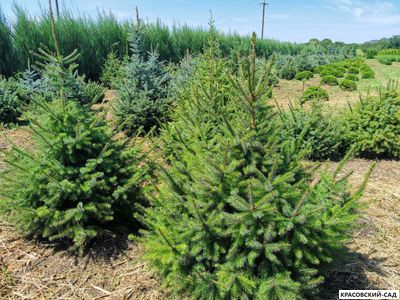 Ель Сербская - Picea Omorika