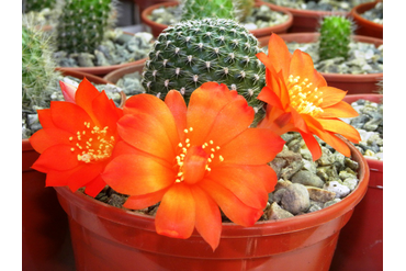 Rebutia krainziana orang.
