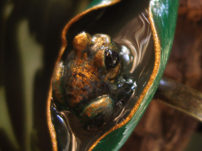 "После дождя", необычное кольцо с тропической лягушкой