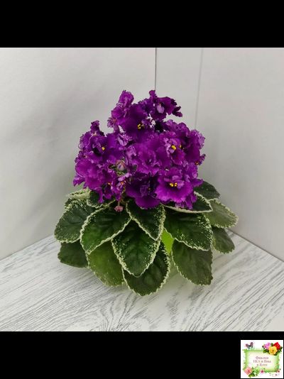 ЛЕ-Адреналин (Е. Лебецкая) 2020 г.