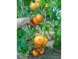 Томат Большой  желтый  амишей (Large Yellow Amish)