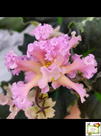 РМ-Оранжевое Лето (Н. Скорнякова) 2022 г. (детка)