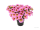 Петхоа Beautical Sunray Pink