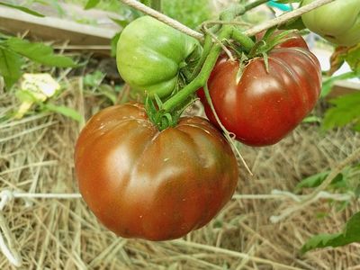 Томат Лавандовое озеро (Lavender Lake)