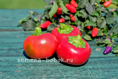 Перец сладкий Гогошар Савелова №15, 10 шт