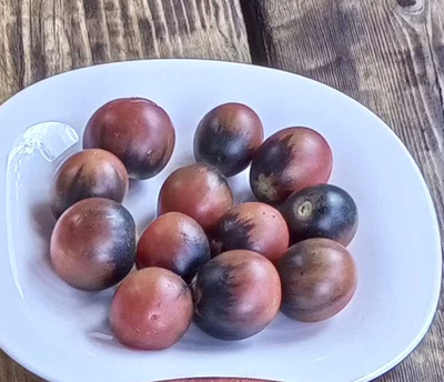 Томат Шоколадный подарок