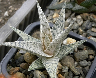 Aloe rauhii Snowflake - укорененная детка