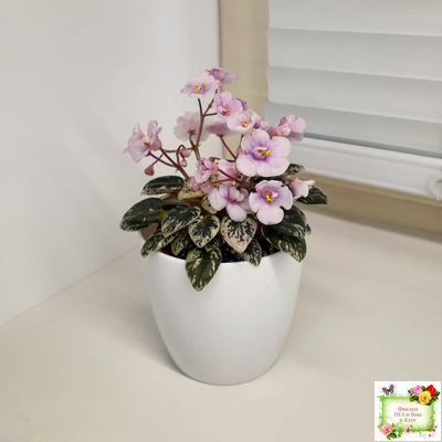 Precious Pixie (S.Sorano)