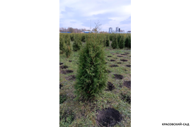 Туя Брабант фотография туи в питомнике Красовский-Сад.рф