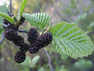 "Шишечки ольхи" силиконовый молд