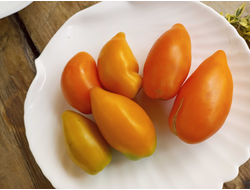 Томат Золотой клык