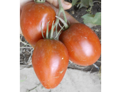 Томат Перцевидный шоколадный