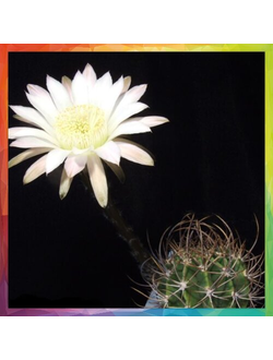 Echinopsis melanopotamica HV 905