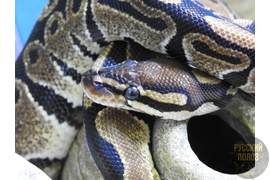 Королевский питон, Python regius, Ball Python