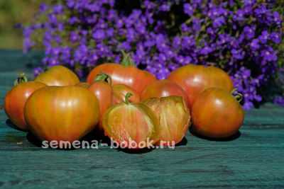 Томат Тайга (Taiga), 10 шт