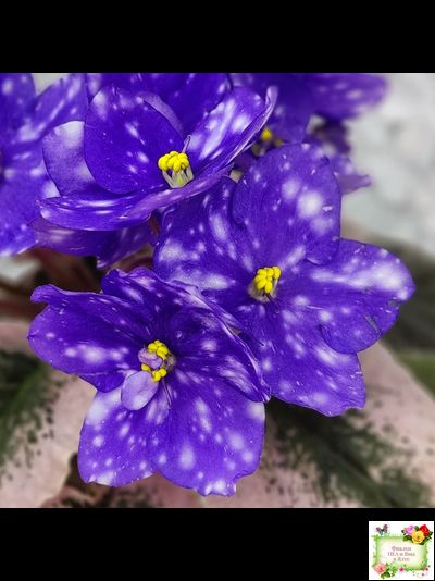 Rivermist Heavenly (J. Baker) (10985) NEW 05/21/2018