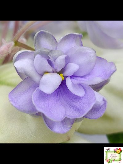 ЛЕ-Хрустальный Водопад Голд (Е. Лебецкая /С. Новгородова) 2018 трейлер