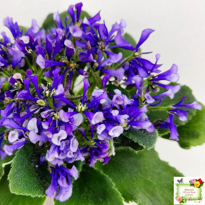 СК-Вьюнок (А.Кузнецов) (2 листа посажены в 1 стак. 24.01.26)