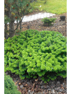 Пихта корейская Brillant