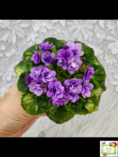 Little Caboose (H. Pittman) (гёрл-лист с кроновой пестролистностью)