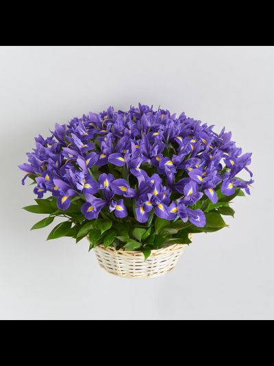 51 ирис в корзине