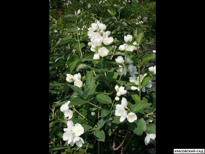 Чубушник Лемуана Алабастер