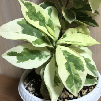 Brunfelsia latifolia compacta variegata