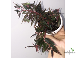 Бегония Pteridiformis Red form