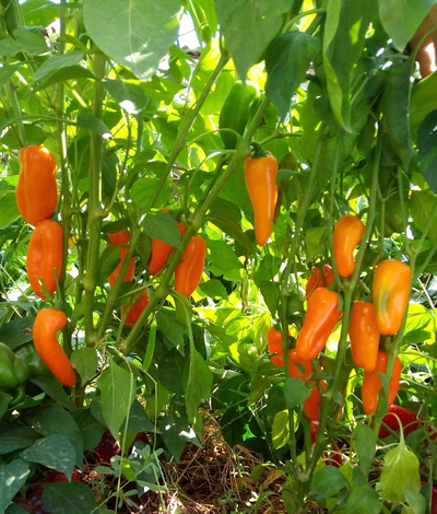 перец сладкий Апельсин