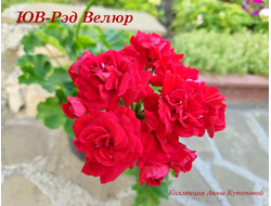 Пеларгония Рэд Велюр
