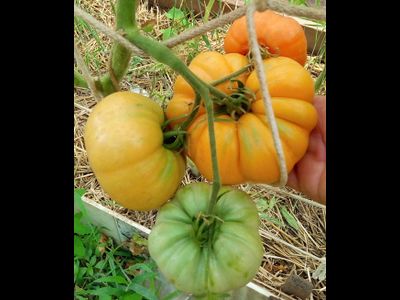 Томат Летний абрикос (Болгария)