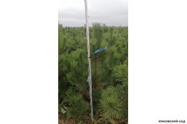 Сосна крымская Черная (Pinus nigra) – измерение высоты - красовский-сад.рф