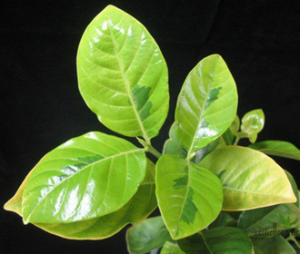 Gardenia jasminoides 'Belmont' variegata