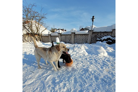 НИКОЛЬ Февраль 2022