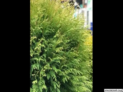 Туя Литл Чемпион - Little Champion