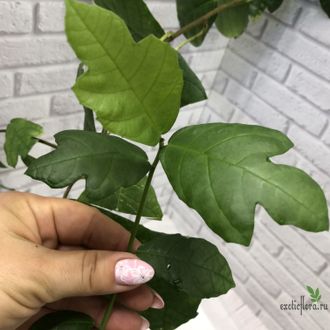 Ficus montana / фикус Монтана горный