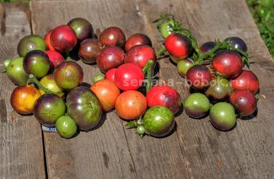 Томат Dwarf Gondwana Thunder (Гном Гондвана Гром), 10 шт