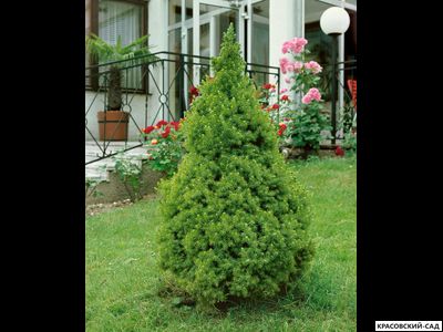 Ель канадская Conica - фото в ландшафте - красовский-сад.рф