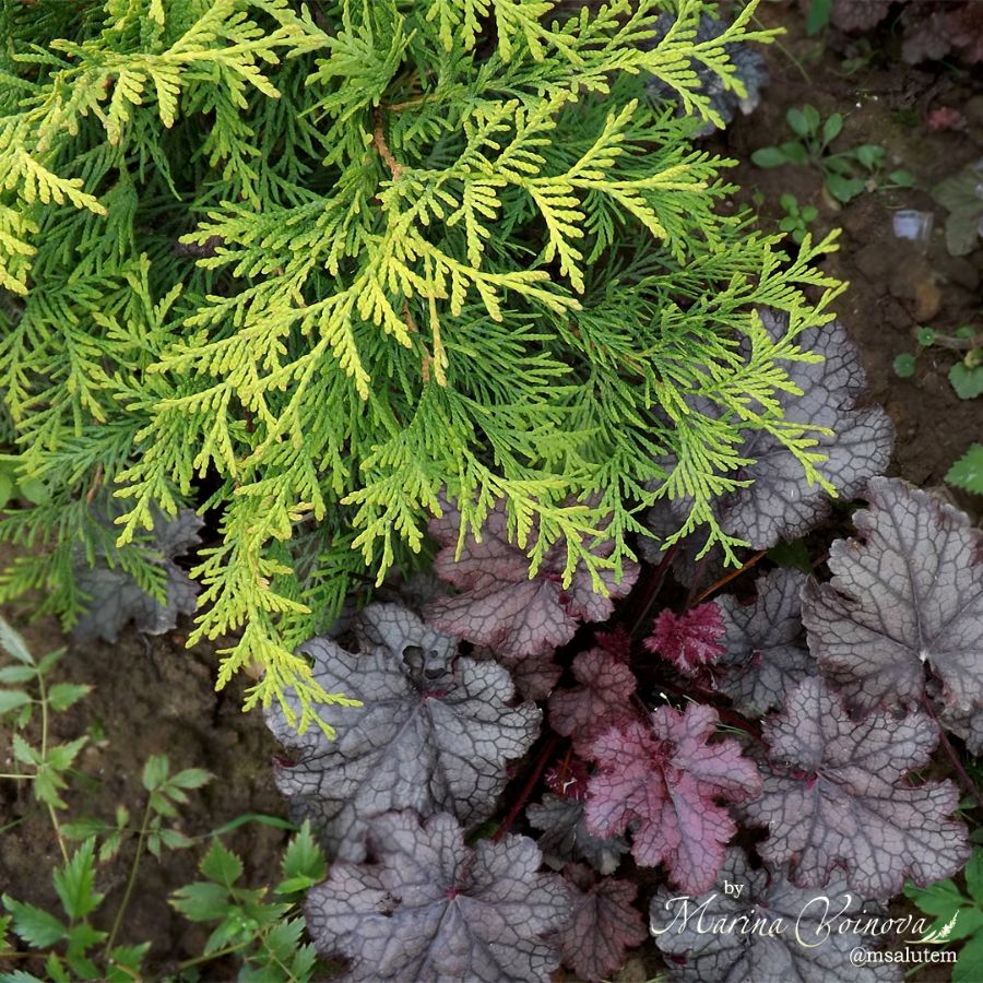 Thuja occidentalis Golden Globe