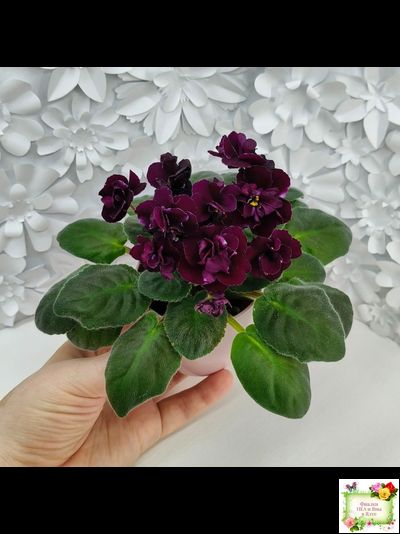 Mac&#039;s Black Uhuru (G. McDonald)