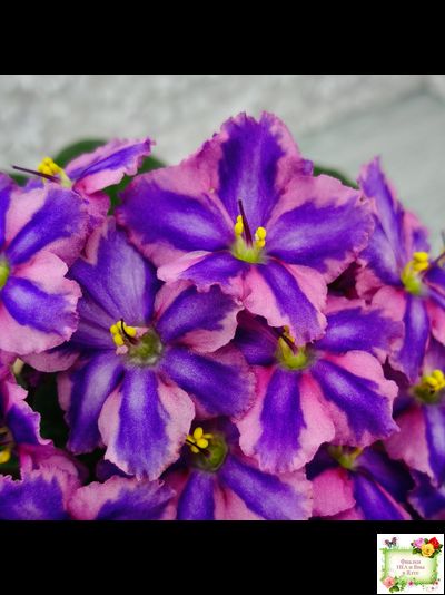 СГ-Каспер (И.Киселёва/С.Голубцова) химера