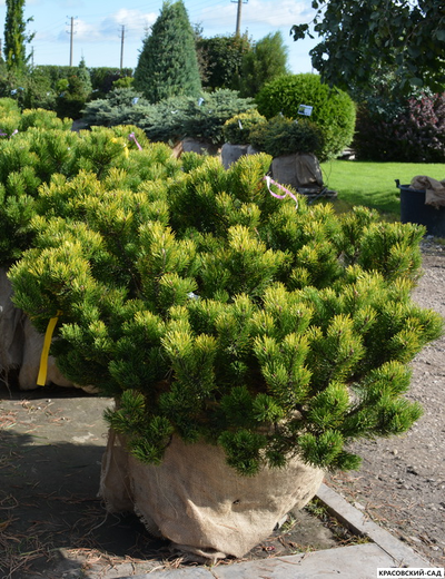 Сосна горная Карстенс Винтерголд - Carsten`s Wintergold