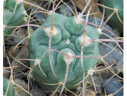 Gymnocalycium bruchii v. niveum VG 536