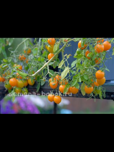 Томат Пендулина оранжевая (Pendulina Orange), 10 шт