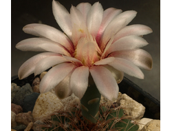 Gymnocalycium affine VG-1089 - 5 семян